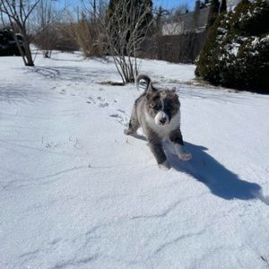 Meet your Posher, Betty